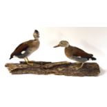 Two taxidermy Eurasian teal (Anas crecca) mounted on wooden log