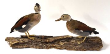 Two taxidermy Eurasian teal (Anas crecca) mounted on wooden log