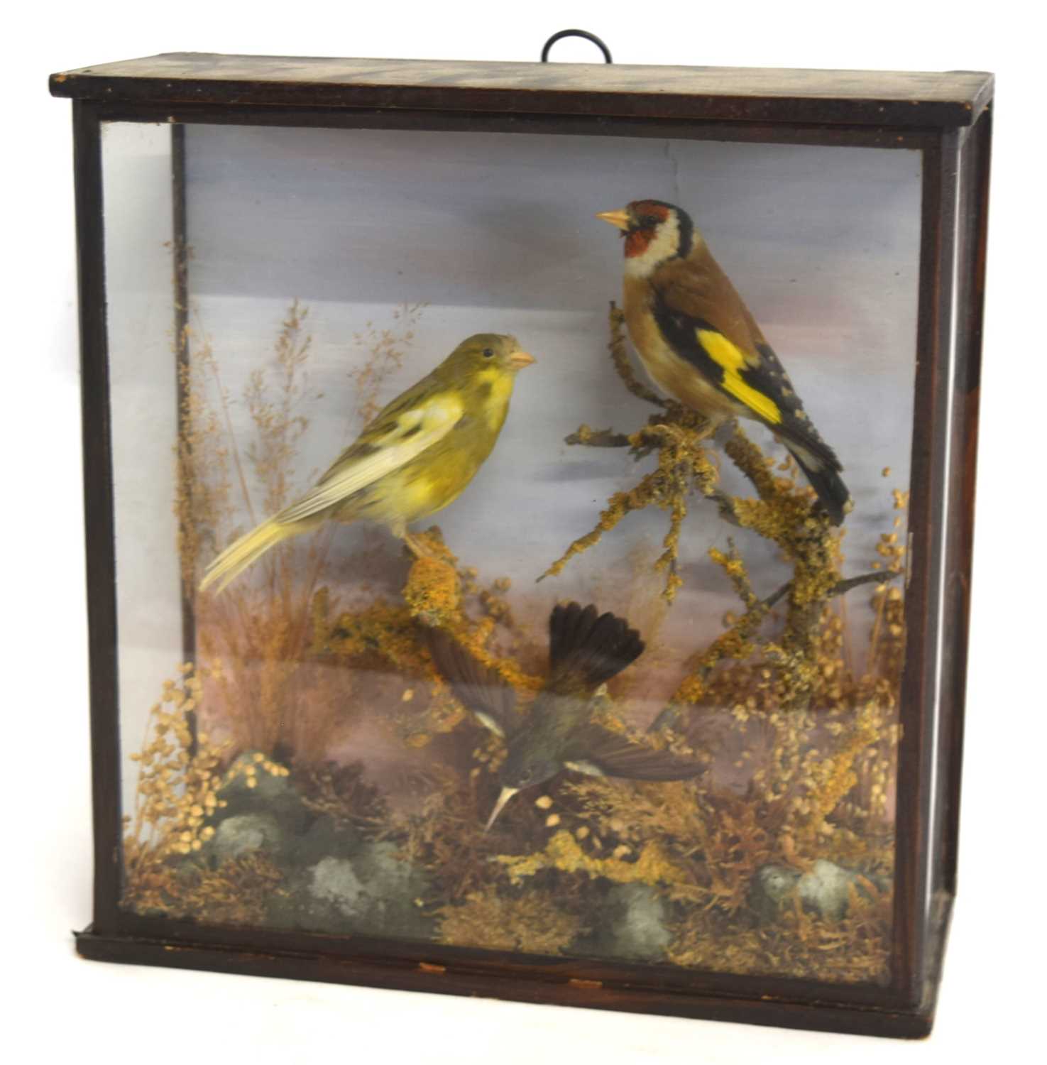 Late 19th /Early 20th century taxidermy naturalistic setting case of a gold finch, Canary, and a - Image 2 of 5
