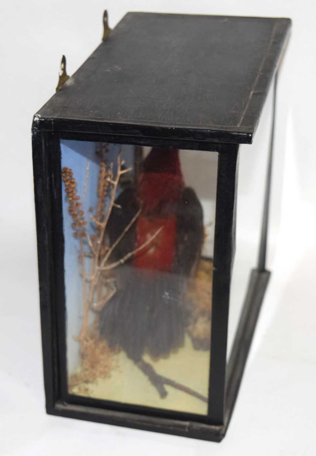 Edwardian / early 20th century taxidermy cased Brazilian Tanager bird (Ramphocelus bresilius) set in - Image 4 of 4