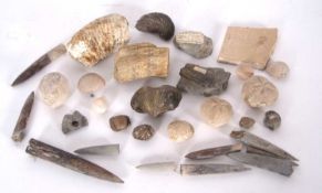 Quantity of fossils to include Encrinite, Mammoth's tooth, Belemnites, Devils toenail 'Gryphaea'