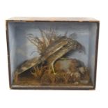 Victorian Taxidermy cased Female Hen Harrier (Circus cyaneus) feeding on red legged partridge (