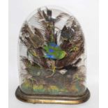 Victorian taxidermy diorama of 6 birds of paradise/ exotic birds set under glass dome in