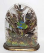Victorian taxidermy diorama of 6 birds of paradise/ exotic birds set under glass dome in