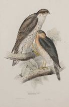 John and Elizabeth Gould (British,19th century), 'Sparrow Hawk. Accipiter fringillarius; (Ray).