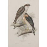 John and Elizabeth Gould (British,19th century), 'Sparrow Hawk. Accipiter fringillarius; (Ray).