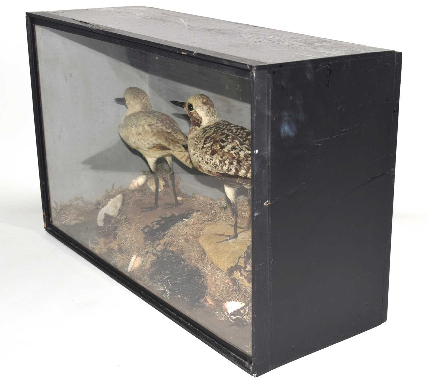 Victorian taxidermy cased pair of Common grey Plovers (Pluvialis squatarola) set in naturalistic - Image 3 of 5