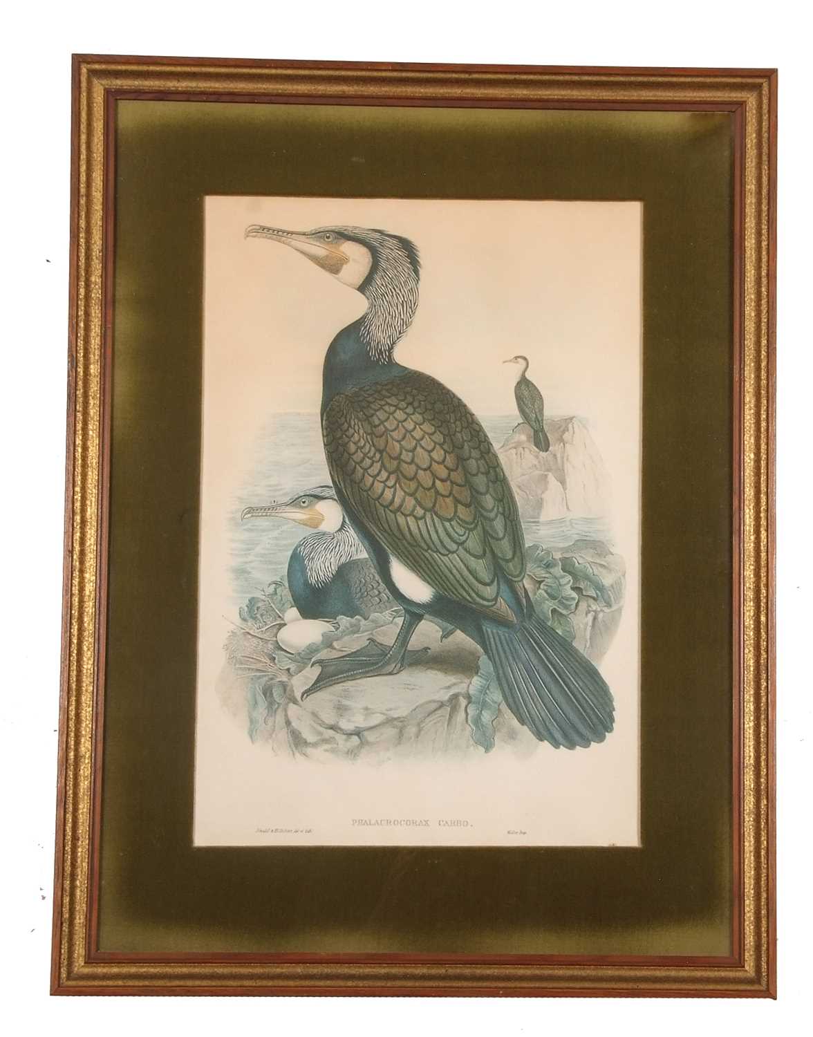 After John Gould and Henry Constantine Richter (British,19th century), 'Phalacrocorax Carbo' (