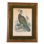 After John Gould and Henry Constantine Richter (British,19th century), 'Phalacrocorax Carbo' (
