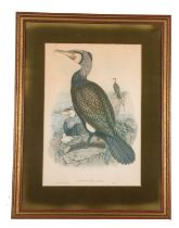 After John Gould and Henry Constantine Richter (British,19th century), 'Phalacrocorax Carbo' (