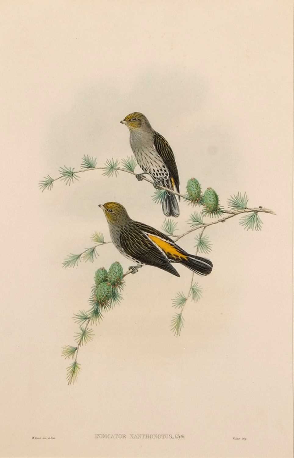 Walter Hart (British, 19th century), 'Indicator Xanthonotus' (Yellow-rumped Honey-guide), hand - Image 2 of 2