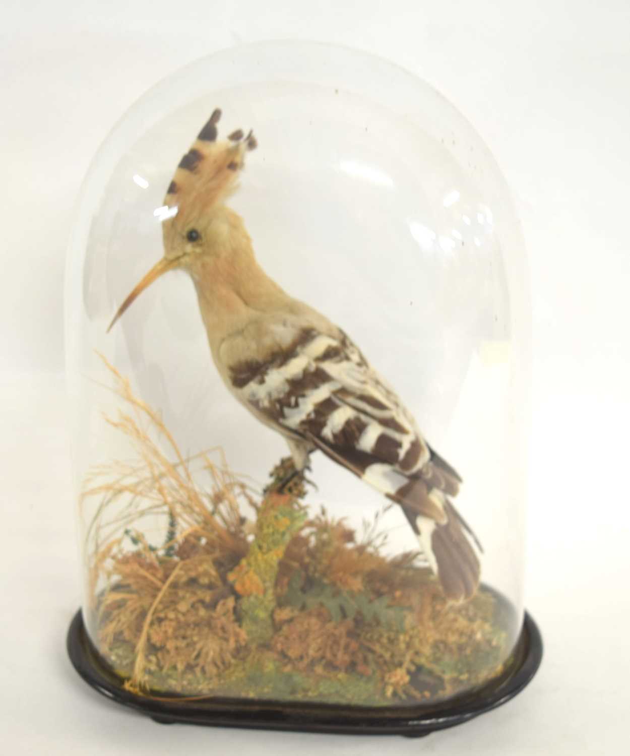 Late 19th /Early 20th century taxidermy Eurasian Hoopoe (Upupa epops) set under glass dome,