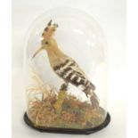 Late 19th /Early 20th century taxidermy Eurasian Hoopoe (Upupa epops) set under glass dome,
