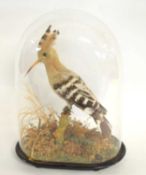 Late 19th /Early 20th century taxidermy Eurasian Hoopoe (Upupa epops) set under glass dome,