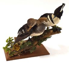 Modern Taxidermy pair of Hooded Merganser Ducks (Lophodytes cucullatus) set on log in naturalistic