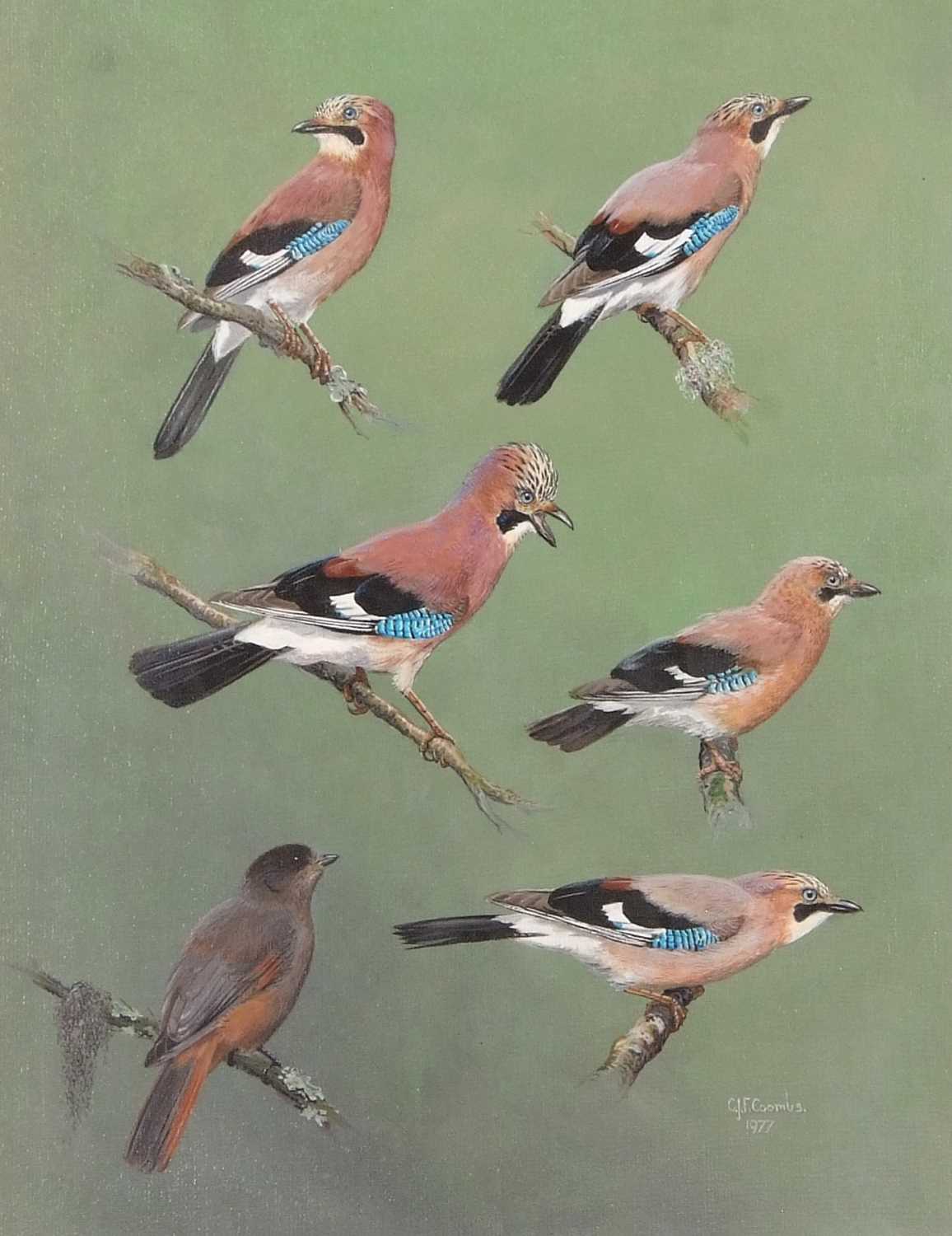 C.J.F. Coombes (British, 20th century), studies of Jays and Thrush (?), acrylic on board, signed and