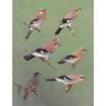 C.J.F. Coombes (British, 20th century), studies of Jays and Thrush (?), acrylic on board, signed and