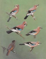 C.J.F. Coombes (British, 20th century), studies of Jays and Thrush (?), acrylic on board, signed and