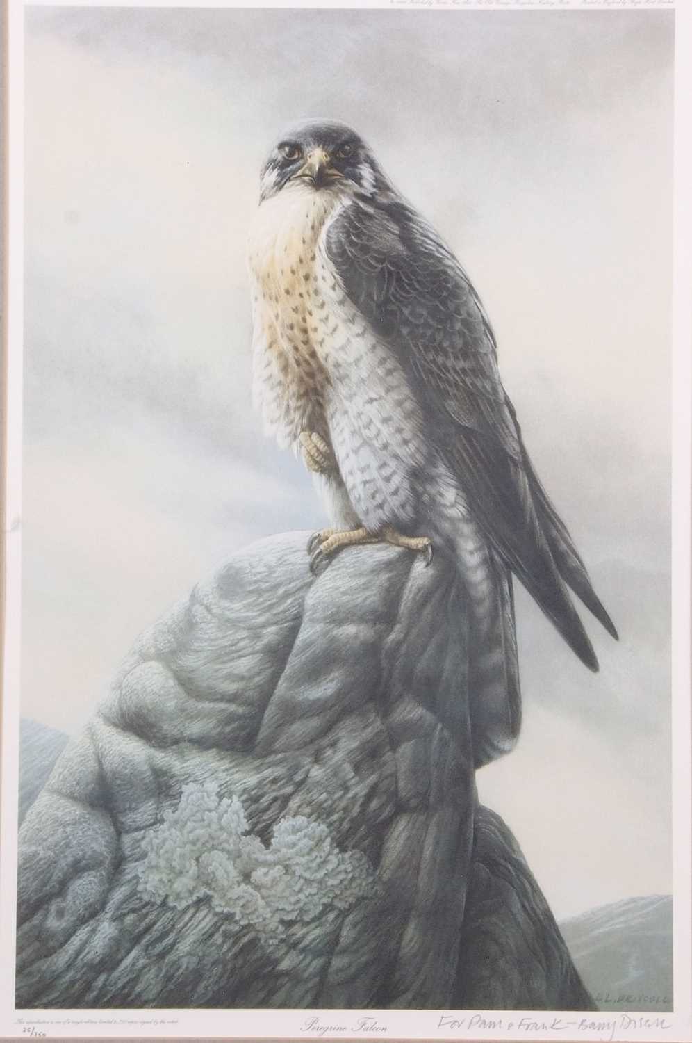 Barry Driscoll (British, 1926-2006), 'Peregrine Falcon', limited edition chromolithograph, - Image 2 of 2