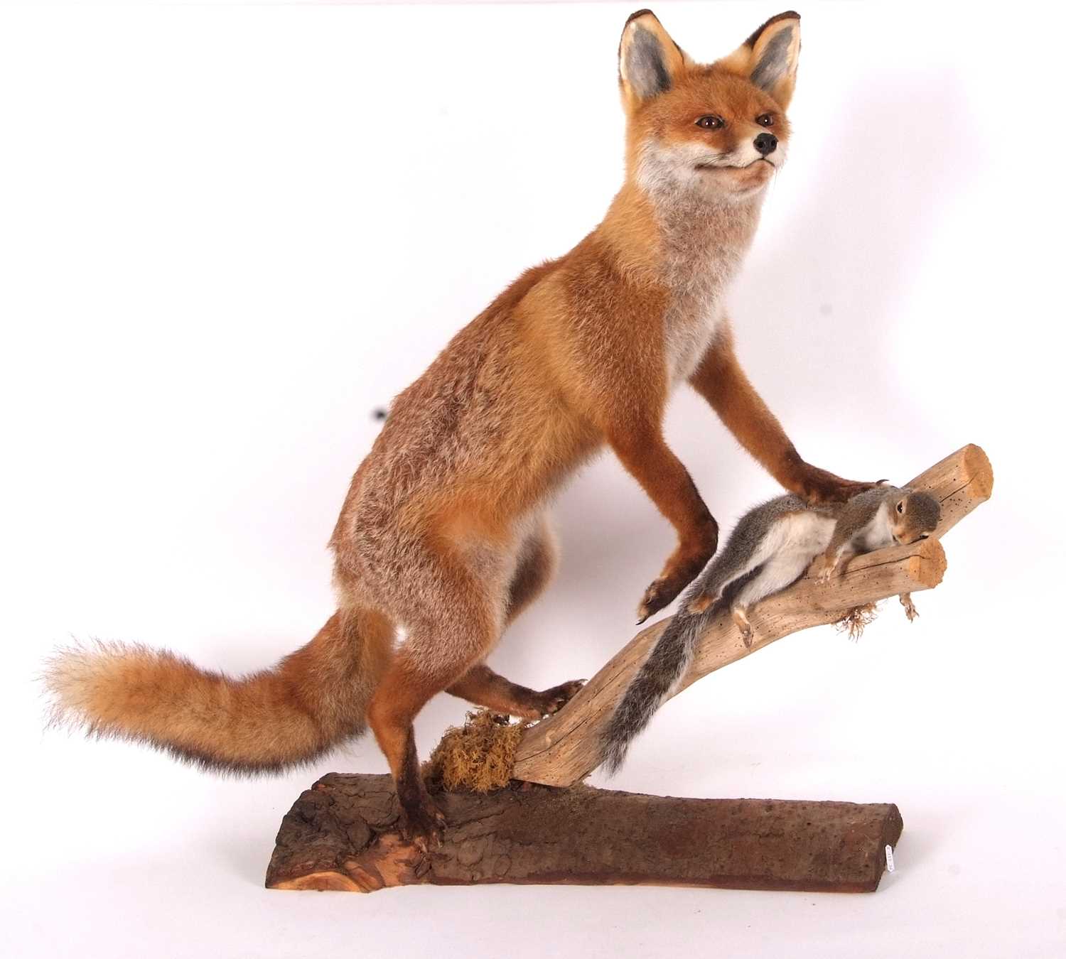 Modern large Taxidermy free standing Dog Fox (Vulpes vulpes) standing on log with dead grey squirrel