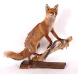 Modern large Taxidermy free standing Dog Fox (Vulpes vulpes) standing on log with dead grey squirrel