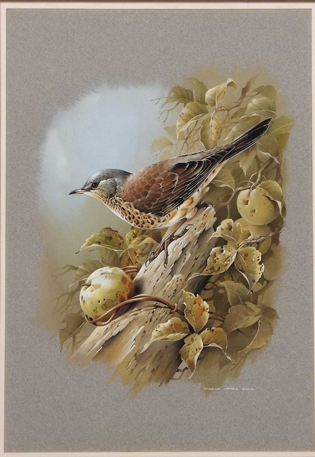Terence James Bond (British, b.1946), 'Fieldfare', gouache, signed, 35x50cm, framed and glazed - Image 2 of 2