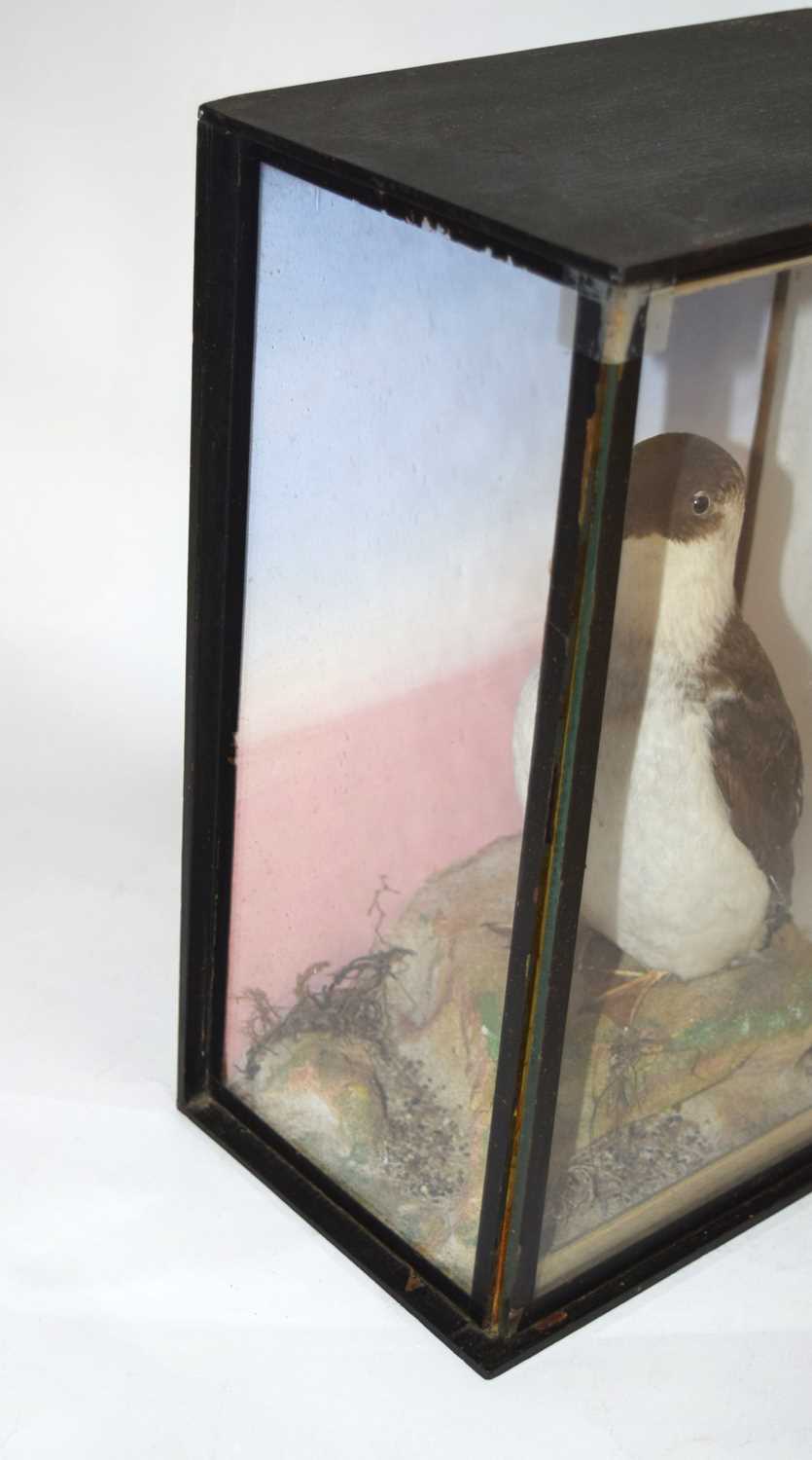 Late Victorian taxidermy cased Little Hawk by W. Lowne, Naturalist, 40 Fuller's Hill, Great - Image 3 of 5