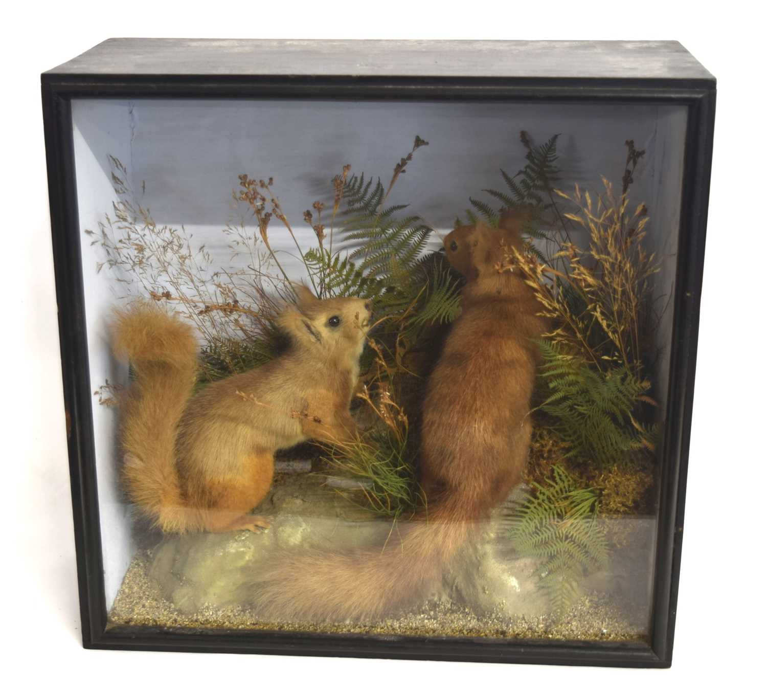 Late Victorian taxidermy cased pair of Red squirrels (Sciurus vulgaris) by Edward Allen, with