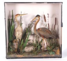 Large 19th century taxidermy cased Adult male and male juvenile Purple herons (Ardea purpurea) set