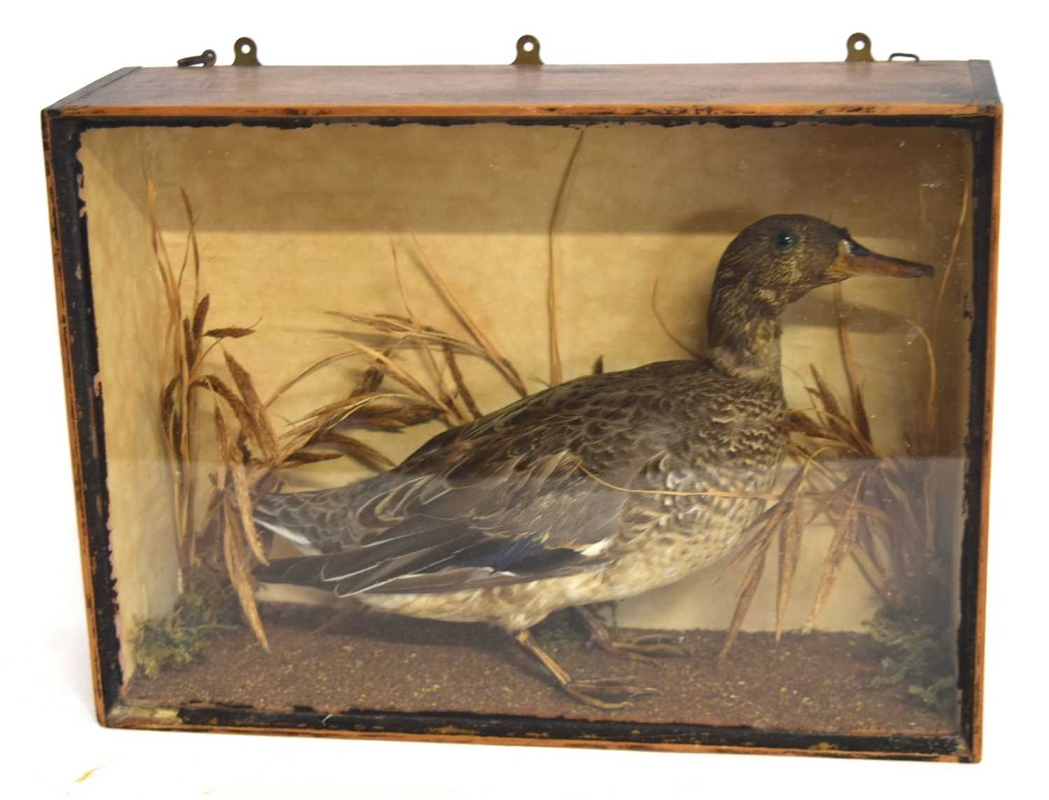 Late 19th /Early 20th century Taxidermy cased female Mallard Duck (Anas platyrhynchos). Set in