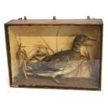 Late 19th /Early 20th century Taxidermy cased female Mallard Duck (Anas platyrhynchos). Set in