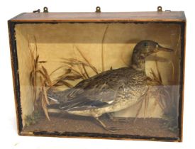 Late 19th /Early 20th century Taxidermy cased female Mallard Duck (Anas platyrhynchos). Set in