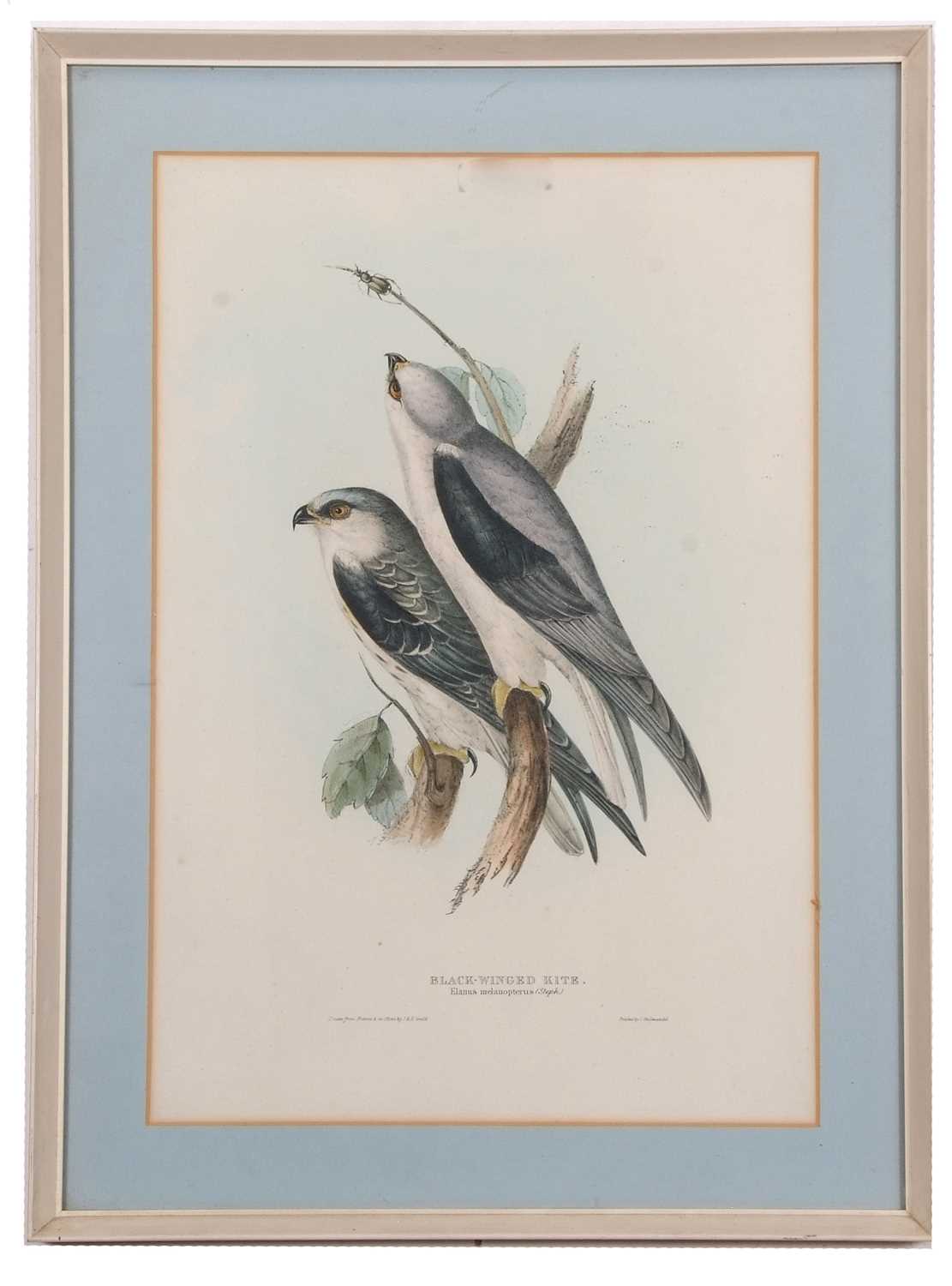 John and Elizabeth Gould (British,19th century), 'Black-Winged Kite. Elanus melanopterus (Steph)' - Image 2 of 2