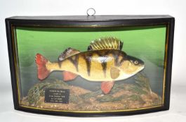 20th Century taxidermy cased Perch, set in naturalistic setting with bow front glass case with