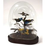Victorian Taxidermy diorama of birds of paradise and exotic birds under glass dome to include