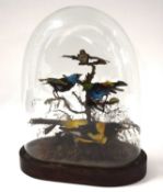 Victorian Taxidermy diorama of birds of paradise and exotic birds under glass dome to include