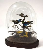 Victorian Taxidermy diorama of birds of paradise and exotic birds under glass dome to include