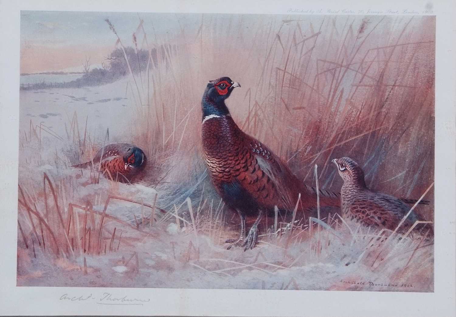 Archibald T. Thorburn (1860-1935), A set of twelve; Gamebirds, Wildfowl and Shorebirds, coloured - Image 12 of 25