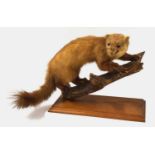 20th century large Taxidermy European Pine Marten (Martes martes) free standing on log with glass