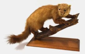 20th century large Taxidermy European Pine Marten (Martes martes) free standing on log with glass