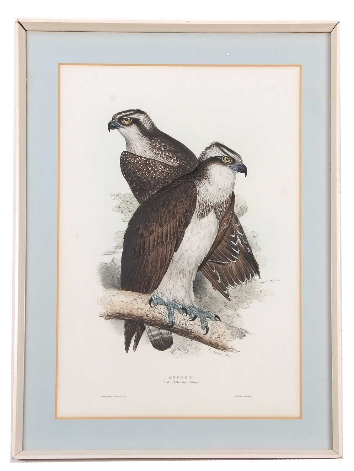 Edward Lear (1812-1888), 'Osprey. Pandion haliaeetus; (Savig)', hand coloured lithograph, printed by - Image 2 of 2