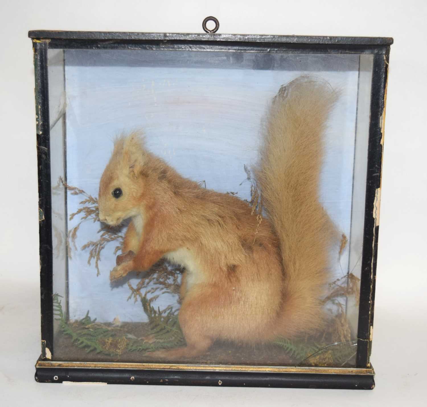 Late 19th early 20th century Taxidermy Cased Red Squirrel (Sciurus vulgaris) with wallpaper stuck to - Image 2 of 6