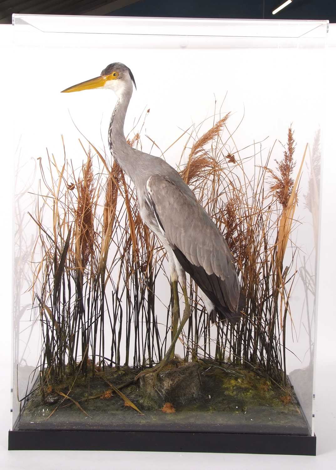 Taxidermy Grey Heron (Ardea cinerea) set in naturalistic setting with reeds, perched on rock. Pebble - Image 2 of 3