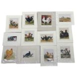 A collection of 12 19th century prints of wild fowl, various sizes. All mounted but one.