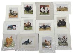 A collection of 12 19th century prints of wild fowl, various sizes. All mounted but one.