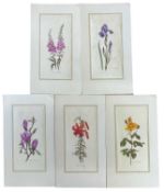 MARIA HOLZGINGER: 5 botanical watercolour prints, tipped in to card, signed by artist to each in