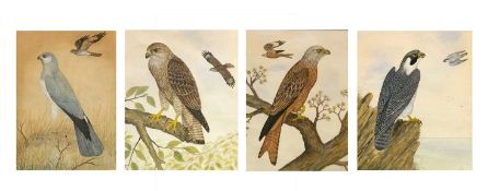 British School (20th century), Studies of Red Kites, Peregrines and Buzzards, watercolours,