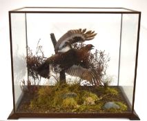 Late 20th century cased taxidermy Red Grouse (Lagopus lagopus scotica) by taxidermist Mark Winston-