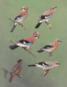 C.J.F. Coombes (British, 20th century), studies of Jays and Thrush (?), acrylic on board, signed and