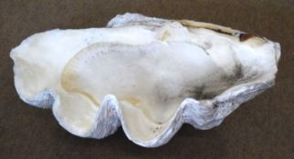 Large giant clam (TRIDACNA GIGAS) Half shell. Length: approx. 80cm, Width: approx 54cm